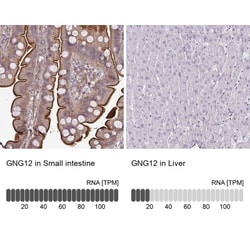 G gamma12 Antibody, Novus Biologicals 0.1mL; Unlabeled:Antibodies, Polyclonal